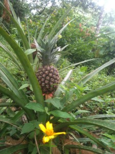 Pineapple growing in a plant in a garden