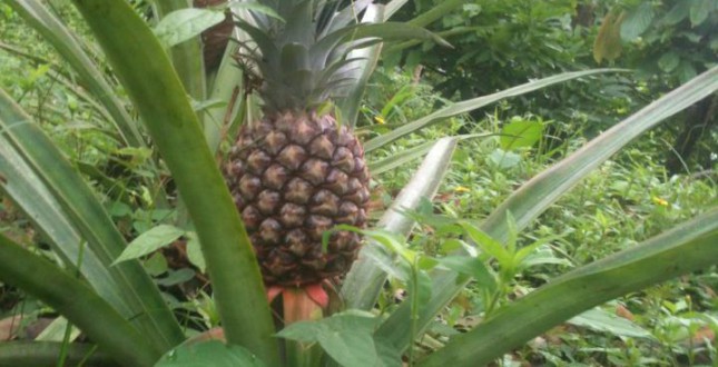 Pineapple in the garden of Spanish by the River - Boquete