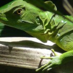 Close up of green iguana