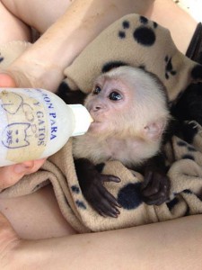 Baby monkey being fed a bottle by volunteer