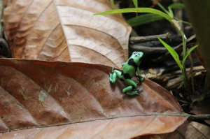 Bright green and black frog in natural habitat