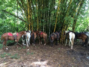 horses tied to bamboo trees