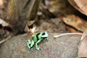 Black and green little frog
