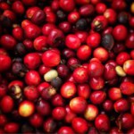 Red fresh coffee beans