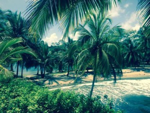 Caribbean sea, palm trees, island