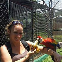 Volunteer feeding a Scarlet Macaw