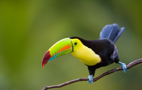 Tucan, gorgeous bird in Costa Rica