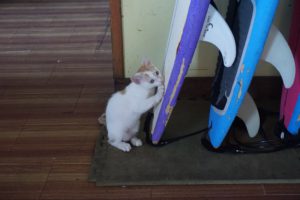 Surfboards and little cat touching one