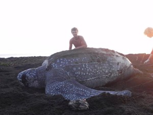Large leatherback seaturtle with volunteer person in the back