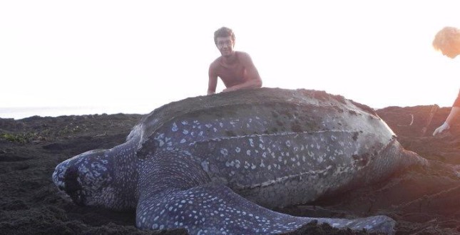 Volunteer with Leatherback turtle.