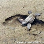 Baby turtle on persons footstep