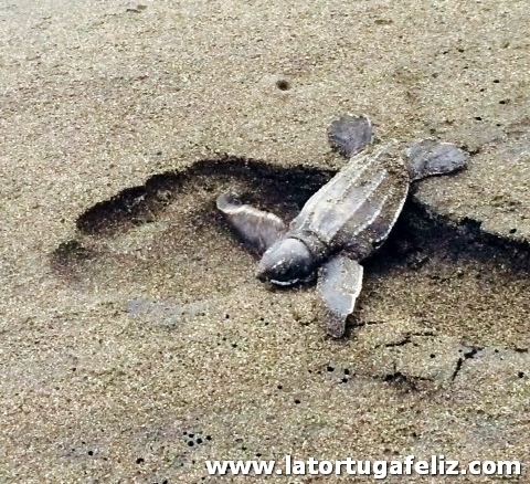 Sea Turtle Conservation - Spanish at Locations