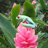 Green Tree Frog in Costa Rican Jungle